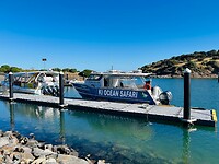 Kangaroo Island Ocean Safari
