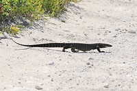 Sand Goanna
