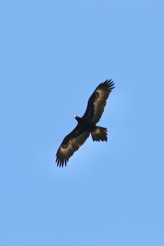Wedge-tailed Eagle