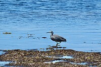 White-faced Heron