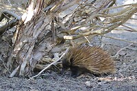 Short-beaked echidna