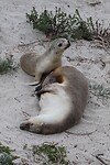 Australian Sealions