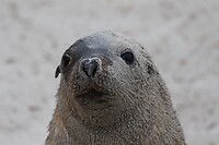 Australian Sealion