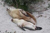 Australian Sealions