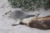 Australian Sealions