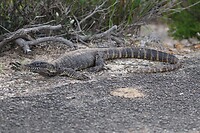 Rosenberg monitor (Sand goanna)