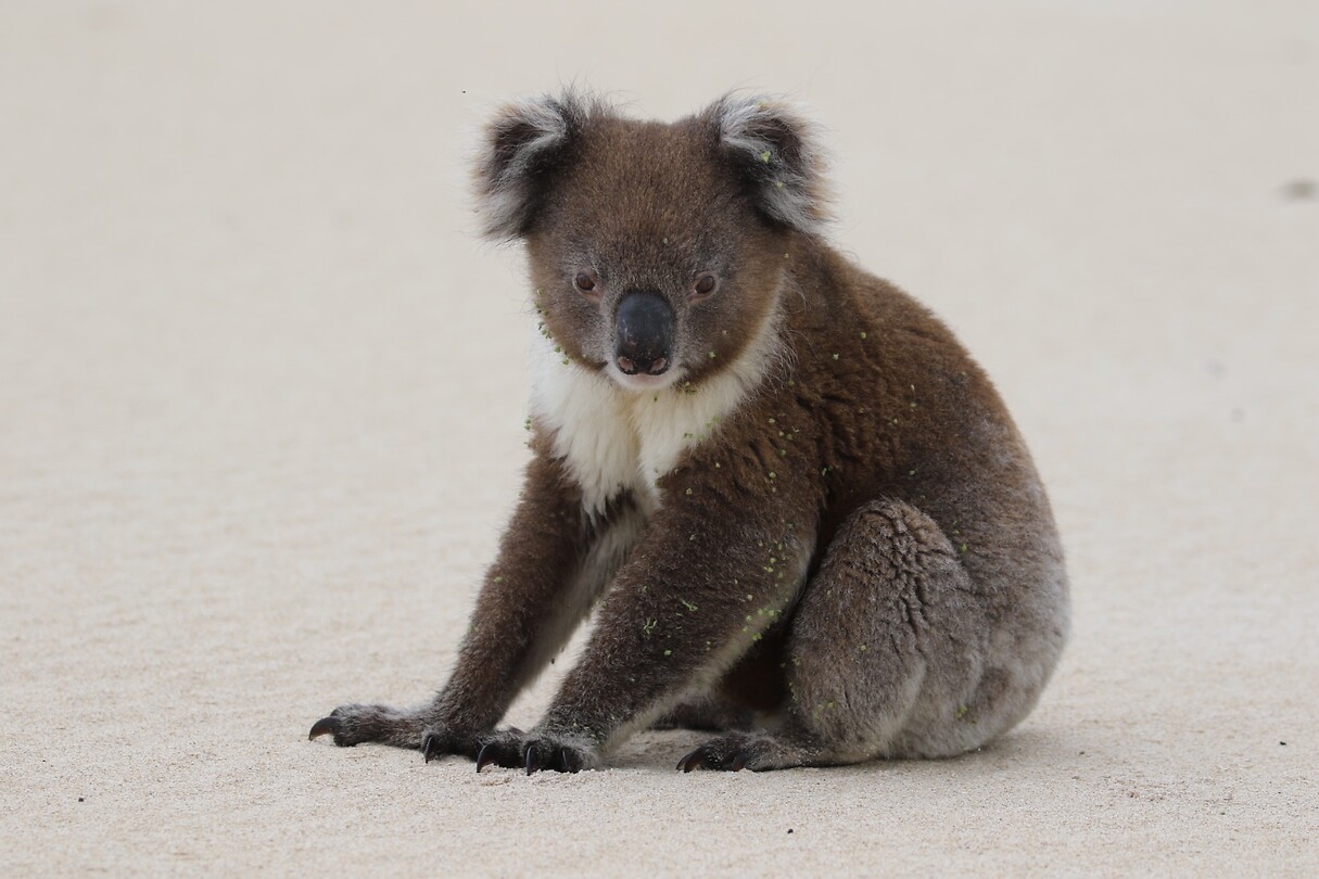 Koala