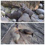 New Zealand Fur Seals