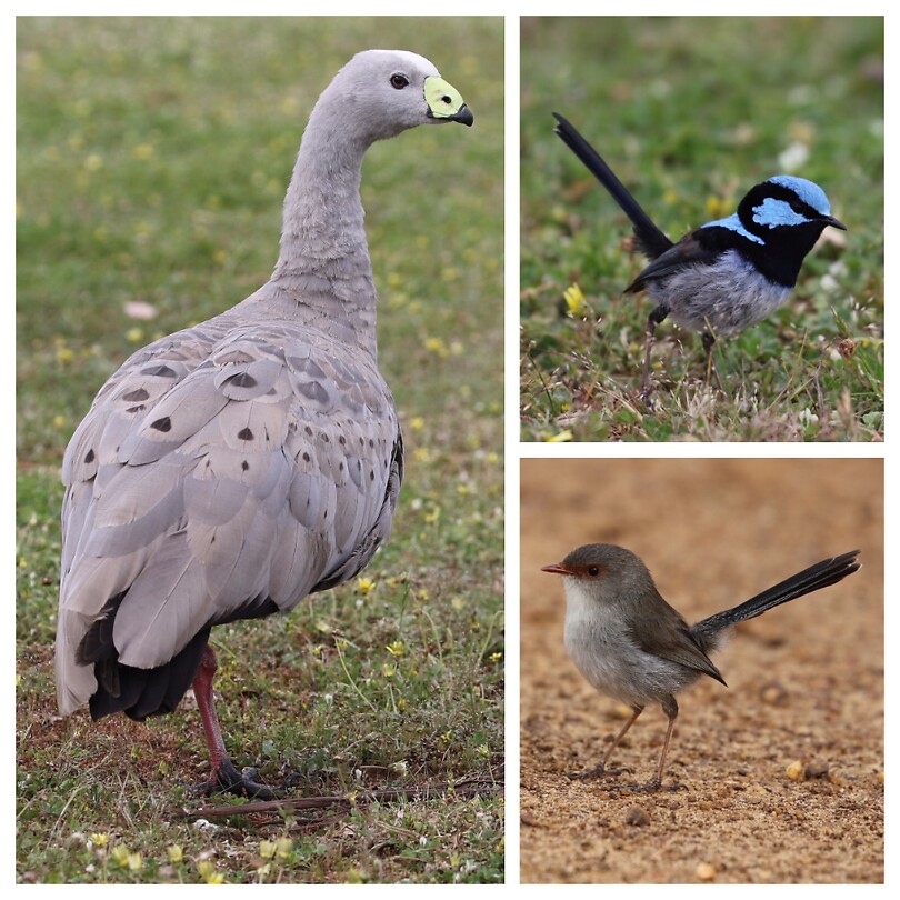 Vogels op de camping