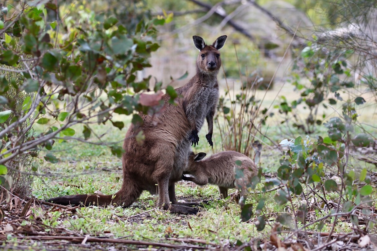 Op de camping: Kangaroo Island-kangoeroes (ondersoort van de Western Grey Kangaroo)