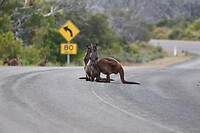 Kangaroo Island-kangoeroes (ondersoort van de Western Grey Kangaroo)2