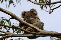 Koala op de camping