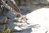 Rosenberg Monitor