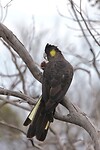 Yellow-tailed Black Cockatoo