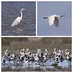 Grote Zilverreiger, Royal Spoonbill en Australian Pelicans