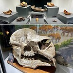 Fossielen bij het Wonambi Fossil Centre