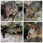 Possum in de Umpherston Sinkhole