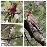 Pink Robin, Laughing Kookaburra, Crimson Rosella