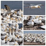 Australasian Gannets bij Point Danger