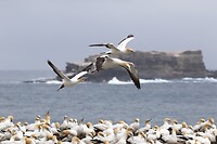 Australasian Gannets bij Point Danger
