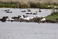 Fawthrop Lagoon in Portland