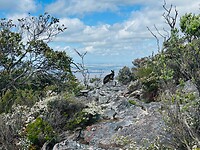 Black Wallaby op Mt Abrupt