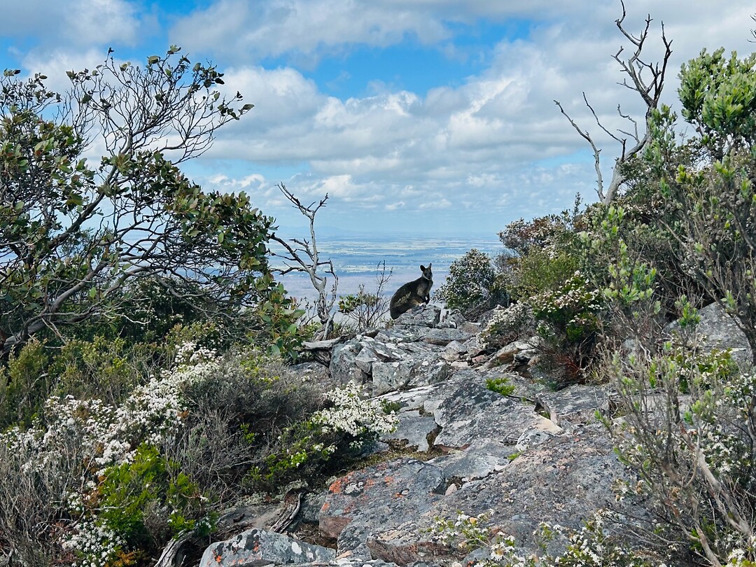 Black Wallaby op Mt Abrupt