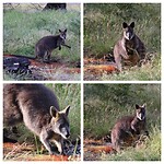 Black Wallaby