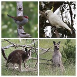 Red-browed Firetail, Sulphur-crested Cockatoo en Grey Kangaroos