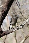 Grey Currawong