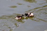 Australasian Grebe