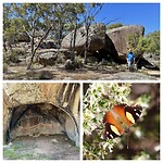 Bunjil's Shelter en Yellow Admiral