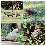 Emu's, Crimson Rosella, Sulphur-crested Cockatoo, Eastern Yellow Robin