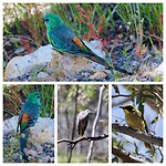 Red-rumped Parrot, White-faced Heron, Yellow-tufted Honeyeater