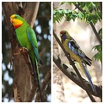 Superb Parrot, Crimson Rosella