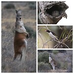 Red Kangaroo, Owlet Nightjar en Painted Honeyeater