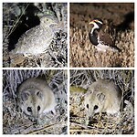 Plains-wanderer, Banded Lapwing, Fat-tailed Dunnart