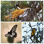 Blue-faced Honeyeater, Dainty Swallowtail en Eastern Shriketit