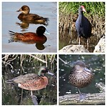 Blue-billed Ducks, Australasian Swamphen en Chestnut Teals