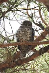 Powerfull Owl