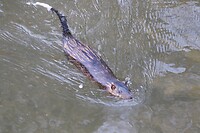 Rakali