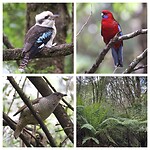 Melba Gully, Laughing Kookaburra, Crimson Rosella, Satin Bowerbird