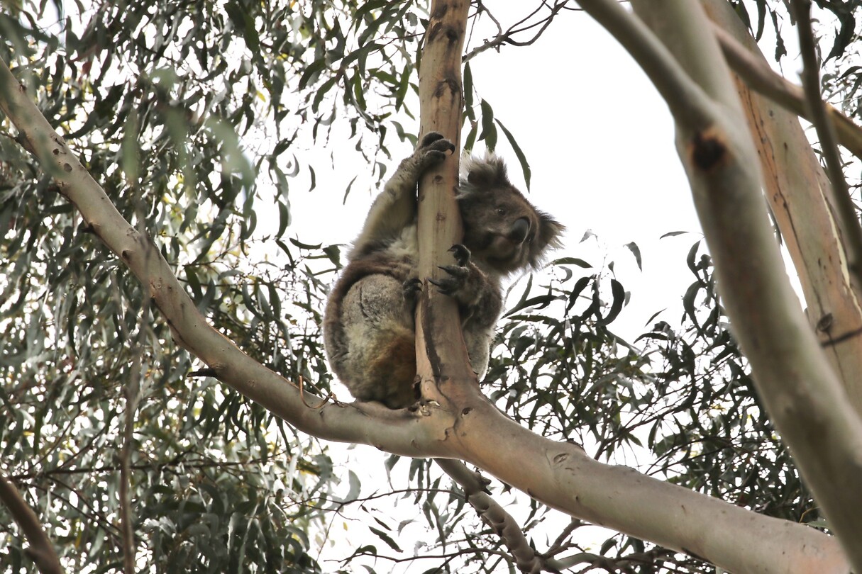 Koala