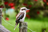 Laughing Kookaburra