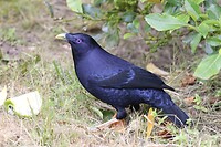 Satin Bowerbird