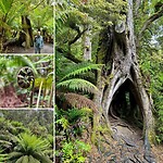 Great Otway National Park