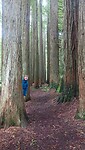 California Redwoods