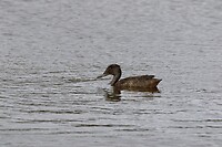 Freckled Duck