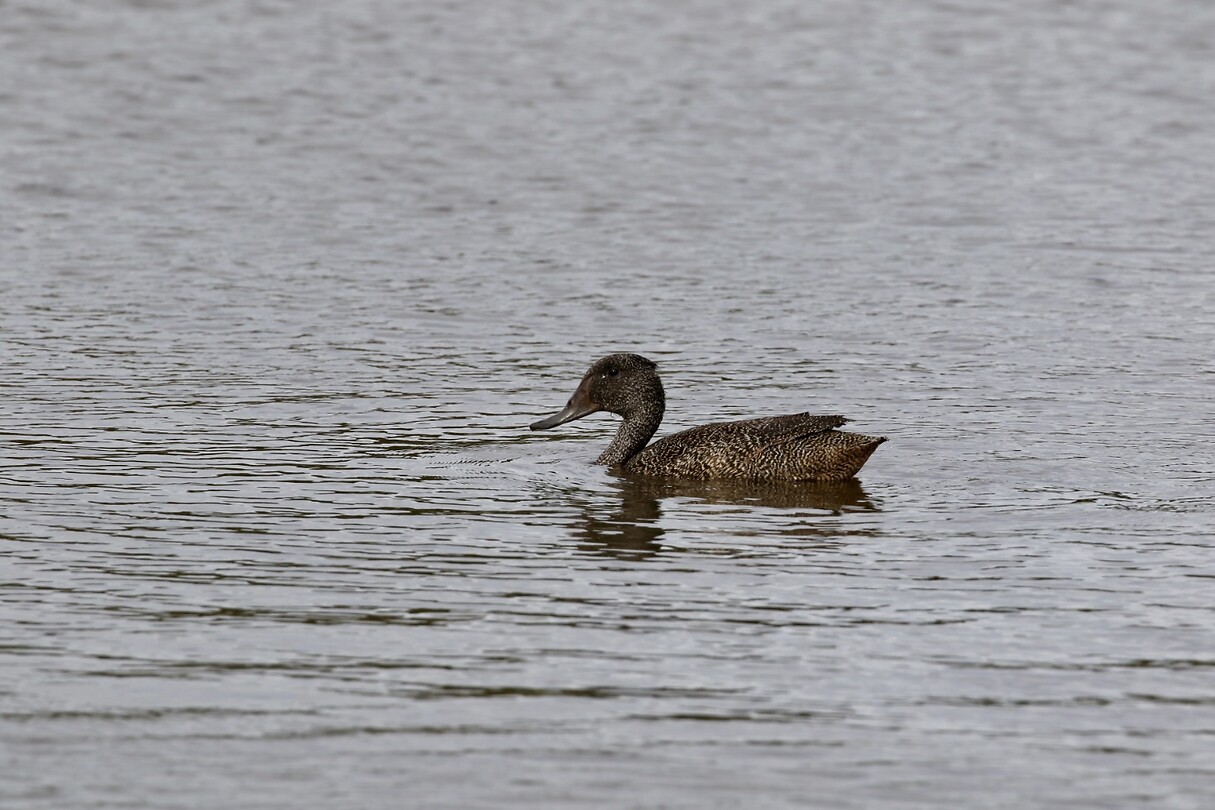 Freckled Duck