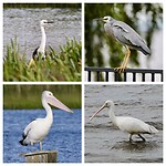 Pacific Heron, White-faced Heron, Australian Pelican en Yellow-billed Spoonbill